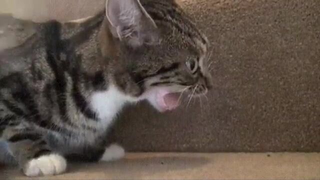 Трах видео №36149 - trahino.net