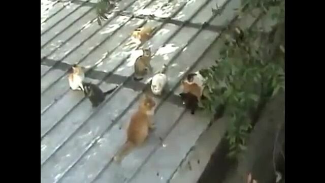 Трах видео №30222 - trahino.net