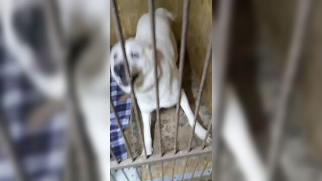 Трах видео №132286 - trahino.net