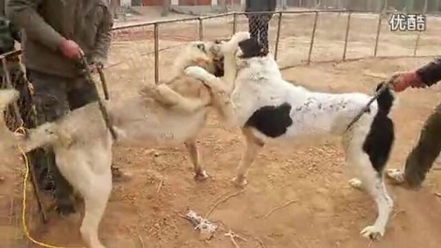 🐈Собака алабай женщину секс. 2киски - смотреть секс видео бесплатно онлайн.