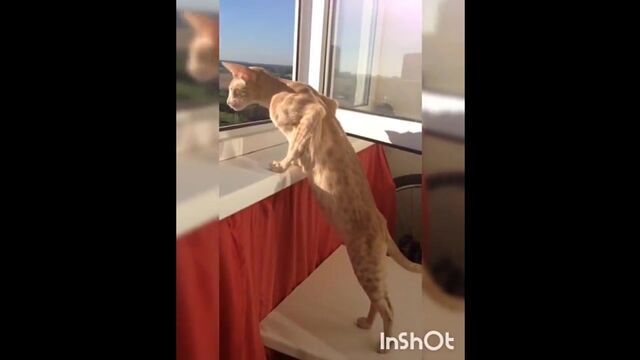 Трах видео №93125 - trahino.net