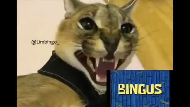 Трах видео №158611 - trahino.net