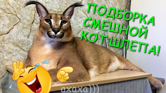 Трах видео №276433 - trahino.net