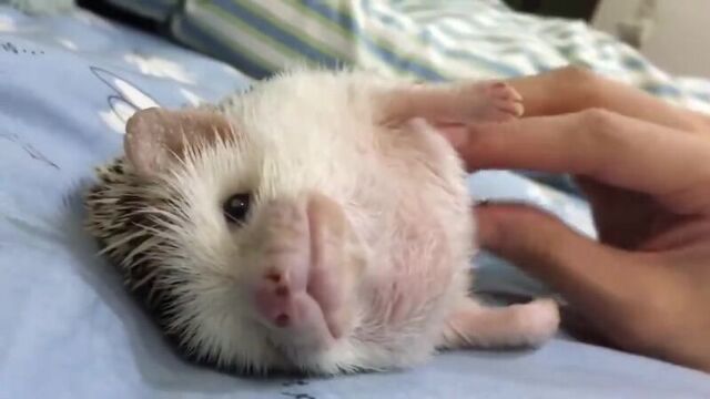 Трах видео №63325 - trahino.net