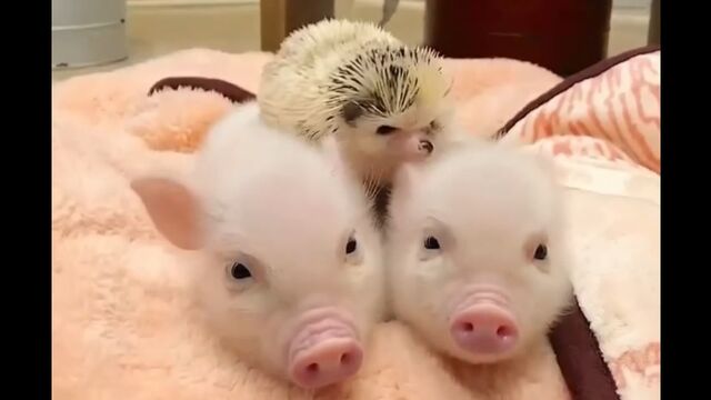 Трах видео №44662 - trahino.net