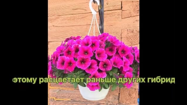 Трах видео №220930 - trahino.net