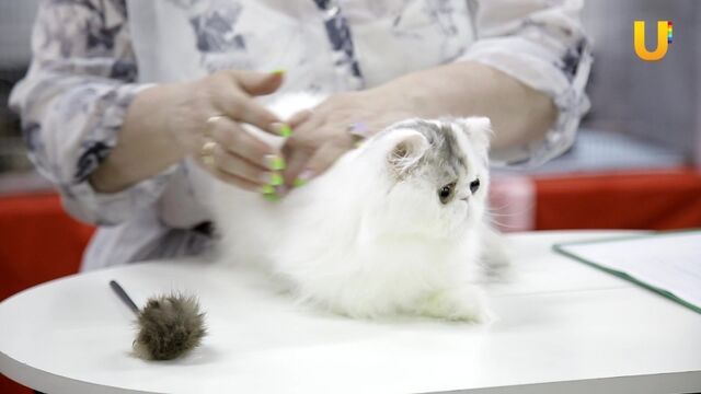 Трах видео №252823 - trahino.net