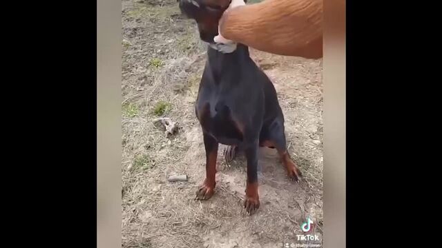 Трах видео №76787 - trahino.net