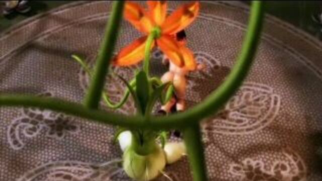 Трах видео №439044 - trahino.net